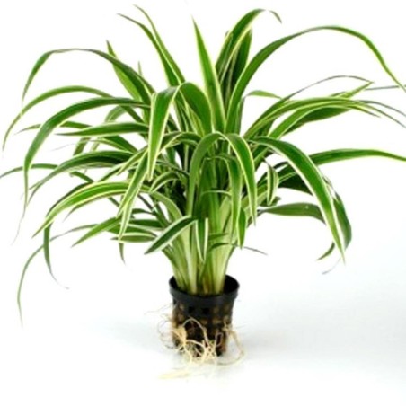 Chlorophytum bichetii