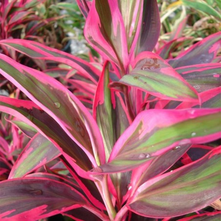 Cordyline Red Edge Cordyline Red Edge