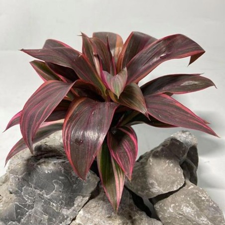 Cordyline Red Edge Cordyline Red Edge