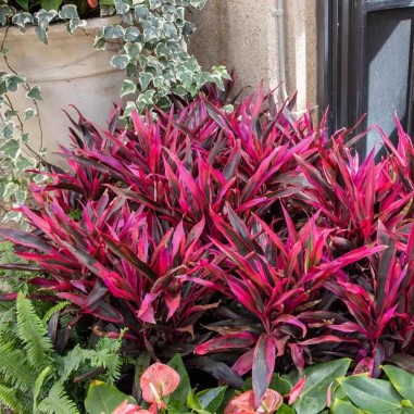 Cordyline Red Edge