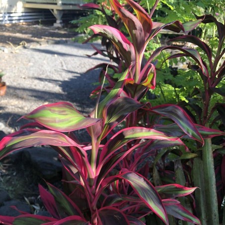 Cordyline Red Edge Cordyline Red Edge