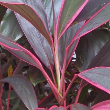 Cordyline Red Edge