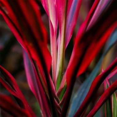 Cordyline Red Edge
