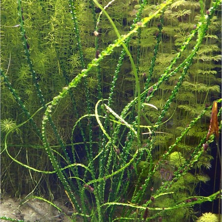 Crinum Calamistratum