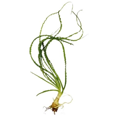 Crinum Calamistratum