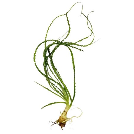 Crinum Calamistratum