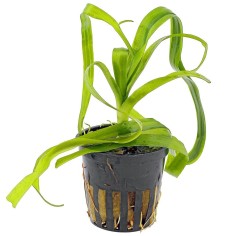 Crinum Thaianum