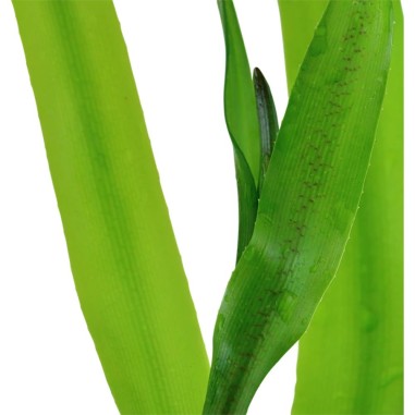 Crinum Thaianum