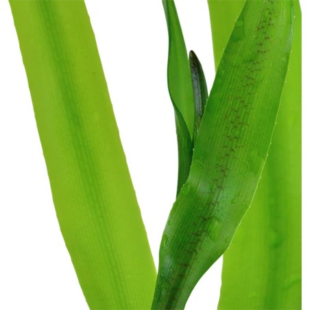 Crinum Thaianum
