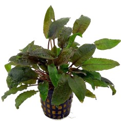 Cryptocoryne Beckettii