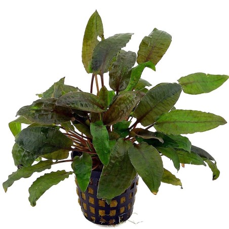 Cryptocoryne Beckettii