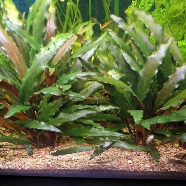 Cryptocoryne Beckettii