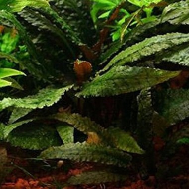 Cryptocoryne Bullosa
