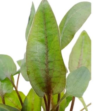 Cryptocoryne Bullosa