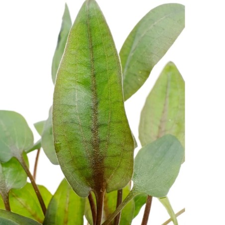 Cryptocoryne Bullosa
