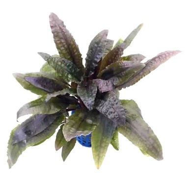 Cryptocoryne Bullosa