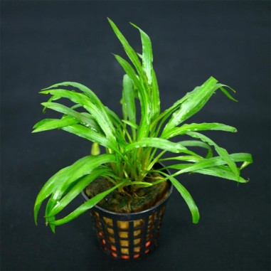 Cryptocoryne Costata
