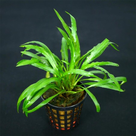 Cryptocoryne Costata