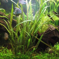 Cryptocoryne Crispatula Balansae 2