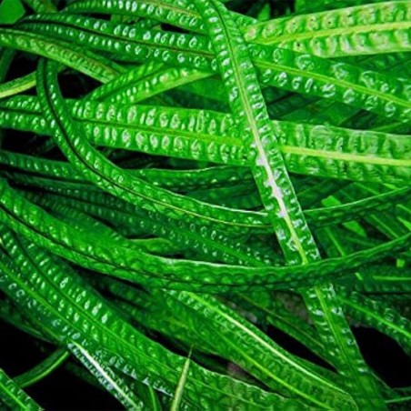 Cryptocoryne Crispatula Balansae