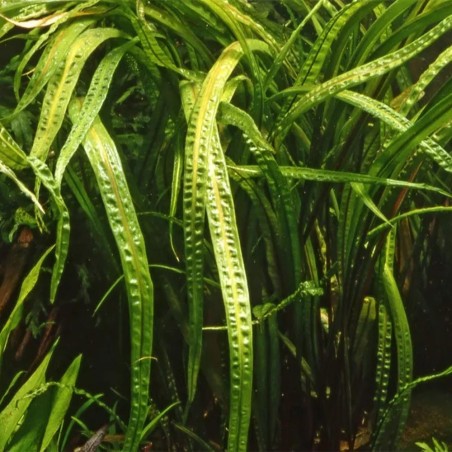 Cryptocoryne Crispatula Balansae