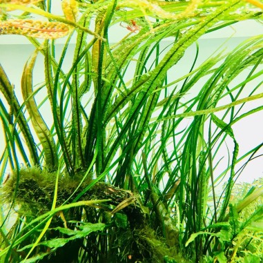 Cryptocoryne Crispatula var. Balansae in vitro