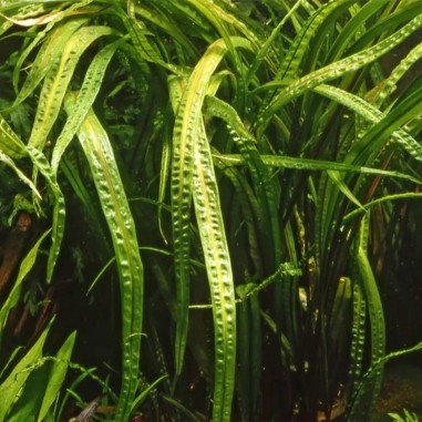 Cryptocoryne Crispatula var. Balansae in vitro