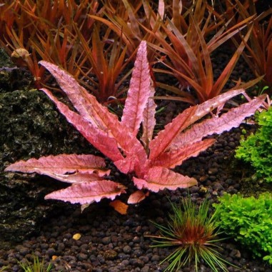 Cryptocoryne Flamingo