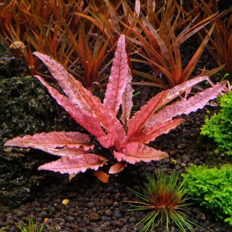 Cryptocoryne Flamingo