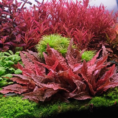 Cryptocoryne Flamingo