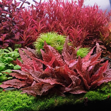 Cryptocoryne Flamingo