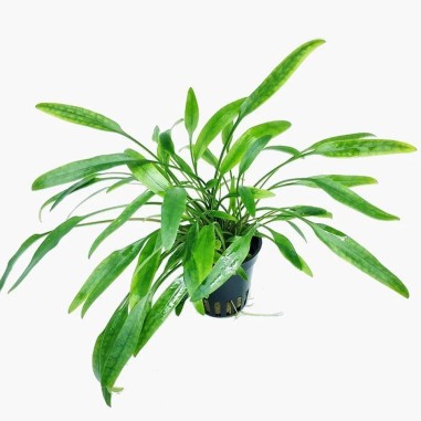 Cryptocoryne × Willisii 'Lucens'