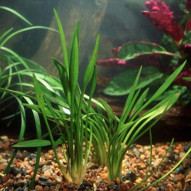 Cryptocoryne × Willisii 'Lucens'