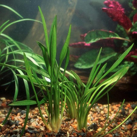 Cryptocoryne × Willisii 'Lucens'
