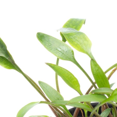 Cryptocoryne × Willisii 'Lucens'