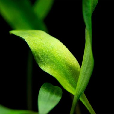 Cryptocoryne Lutea