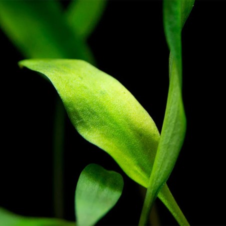 Cryptocoryne Lutea Cryptocoryne Lutea