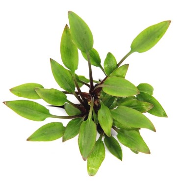 Cryptocoryne Lutea