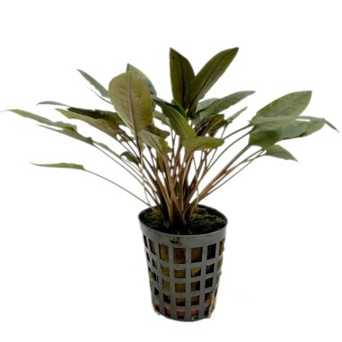 Cryptocoryne Moehlmannii