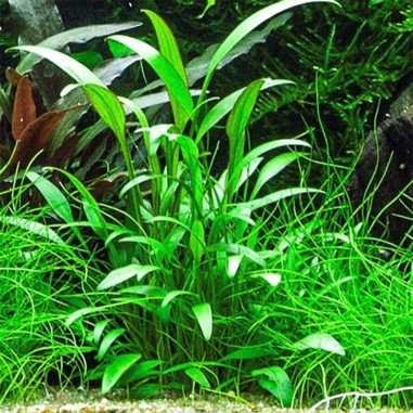 Cryptocoryne Nevillii