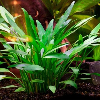 Cryptocoryne Nevillii