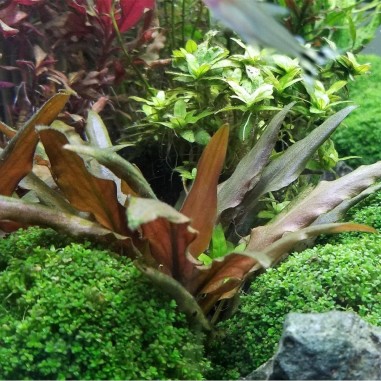 Cryptocoryne Petchii