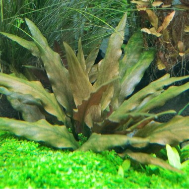 Cryptocoryne Petchii