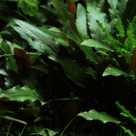 Cryptocoryne Petchii