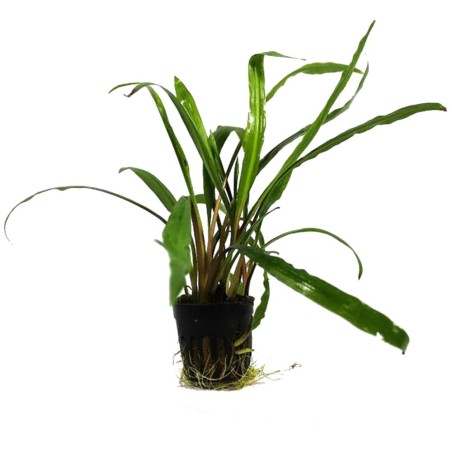 Cryptocoryne Spiralis