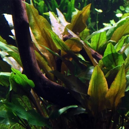 Cryptocoryne Undulata Red