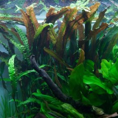 Cryptocoryne Usteriana 2