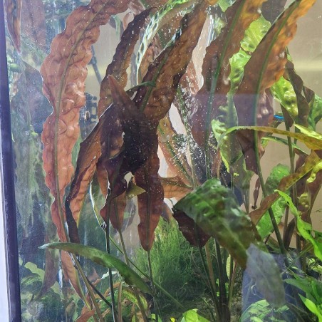 Cryptocoryne Usteriana