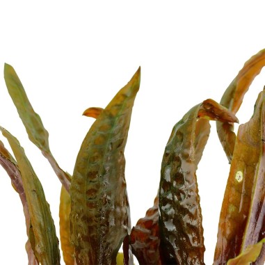 Cryptocoryne Usteriana