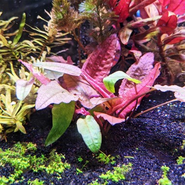Cryptocoryne wendtii "Fancy Pink"